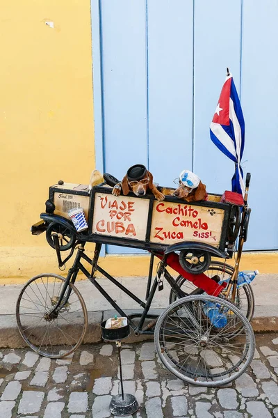 Kuba Havanna Lustige Hunde Auf Dem Fahrrad — Stockfoto