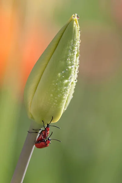 Δύο Κόκκινα Έντομα Ζευγαρώνουν Στην Πράσινη Τουλίπα — Φωτογραφία Αρχείου