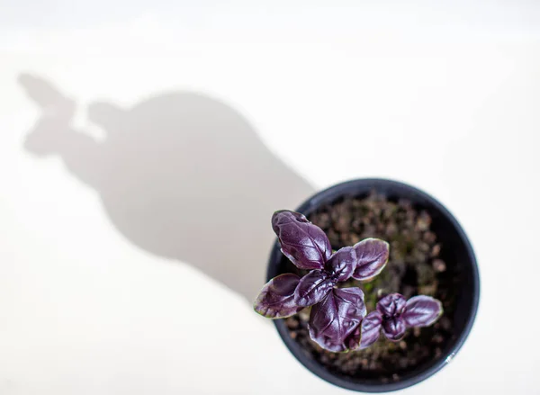 Jeune Basilic Violet Italien Dans Pot Noir Sur Fond Blanc — Photo