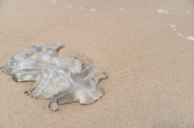 Kumsalda denizanası öldü..