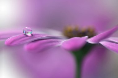 Güzel Doğa Arkaplanı. Muhteşem Bahar Çiçeği. Su damlası