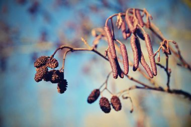 Catkins 'li kızılağaç. Ağaç ve dallarla dolu güzel doğal bir arka plan. (corylus avellana) 