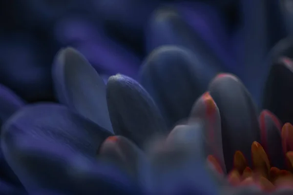 Μοβ Πέταλα Λουλουδιών Μαργαρίτα Άνθιση Αφηρημένο Ανθισμένο Φόντο Τέχνης Λουλουδιών — Φωτογραφία Αρχείου