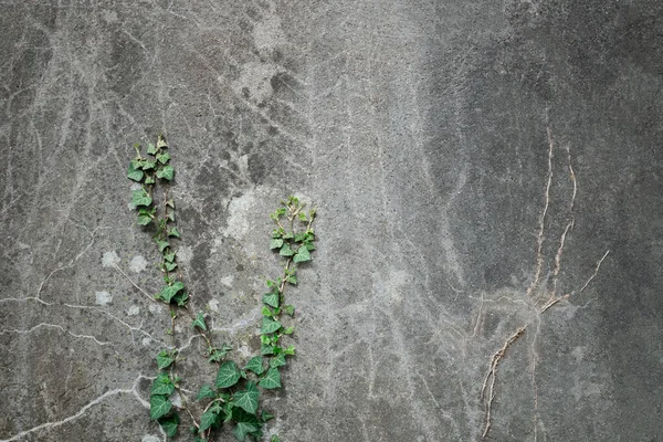 Hedera Green Ivy Traînante Sur Fond Ciment — Photo
