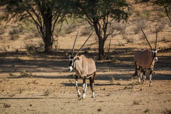 South African Oryx Kgalagadi Transfrontier Park South Africa —  Fotos de Stock