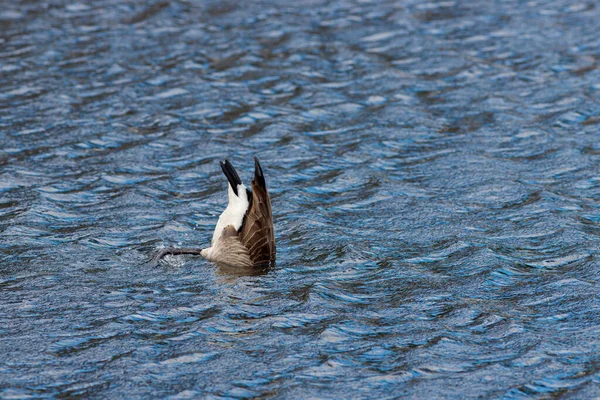 加拿大鹅头朝下倒入水中喂食 — 图库照片