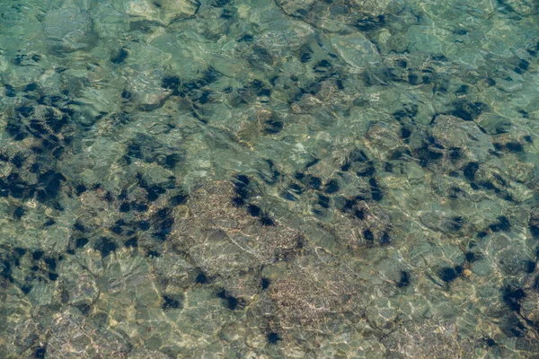 Jeżowce Morskie Pod Morzem Pobliżu Powierzchni Wody — Zdjęcie stockowe