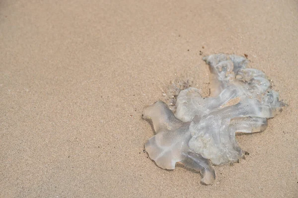 Zemřela Medúza Písečné Pláži — Stock fotografie
