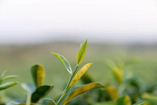 Top Green Tea Leaf Morning Blurred Background Closeup — Zdjęcie stockowe