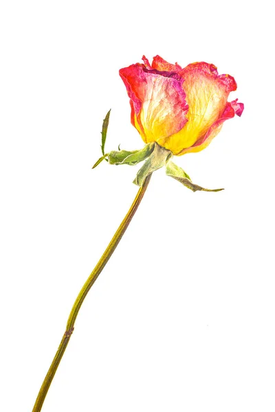 Ξηρά Τριαντάφυλλα Κοντινή Θέα — Φωτογραφία Αρχείου