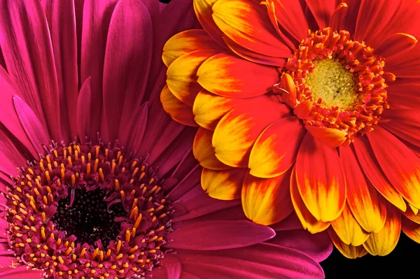 Mooie Bloeiende Bloemen Zomertijdconcept — Stockfoto