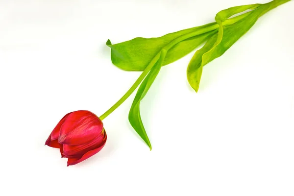 Bir Çiçek Lalesi Yakın Çekim — Stok fotoğraf