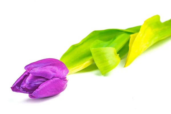 Uma Tulipa Flor Vista Perto — Fotografia de Stock