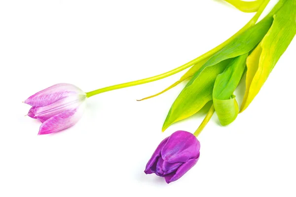 Deux Tulipes Fleurs Vue Rapprochée — Photo