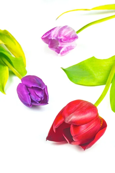 Tre Tulipani Fiore Vista Vicino — Foto Stock