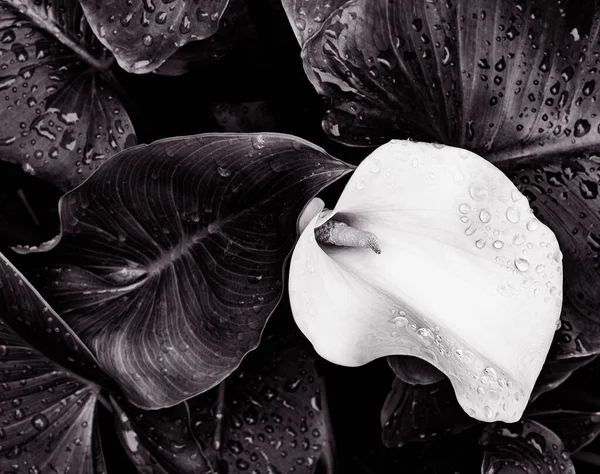 Άποψη Του Λουλουδιού Zantedeschia Aethiopica — Φωτογραφία Αρχείου