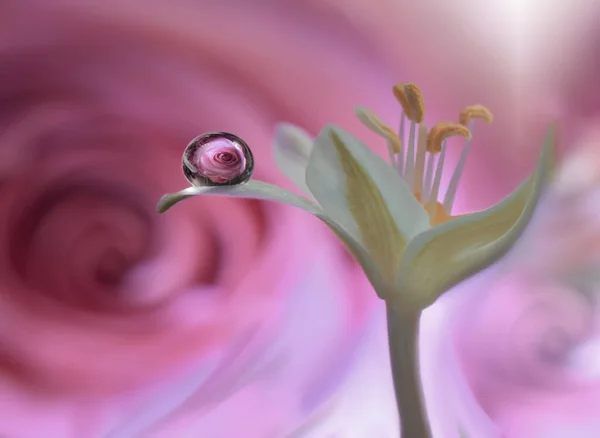 Όμορφο Φόντο Της Φύσης Καταπληκτικό Ανοιξιάτικο Λουλούδι Νερό Σταγόνα — Φωτογραφία Αρχείου