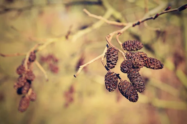 Άλντερ Κάτκινς Όμορφο Φυσικό Πολύχρωμο Φόντο Δέντρο Και Κλαδιά Corylus — Φωτογραφία Αρχείου
