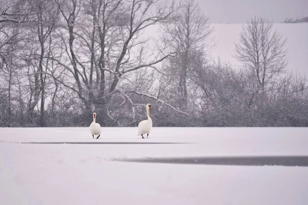冬の白鳥 雪と冬の自然の中の美しい鳥の写真 — ストック写真