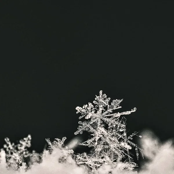 Fiocco Neve Macro Foto Vero Cristallo Neve Bellissimo Sfondo Invernale — Foto Stock