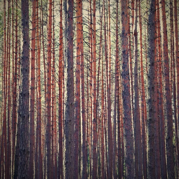 Gyönyörű Természetes Erdei Háttér Tűlevelű Fák Egy Szép Napsütéses Napon — Stock Fotó