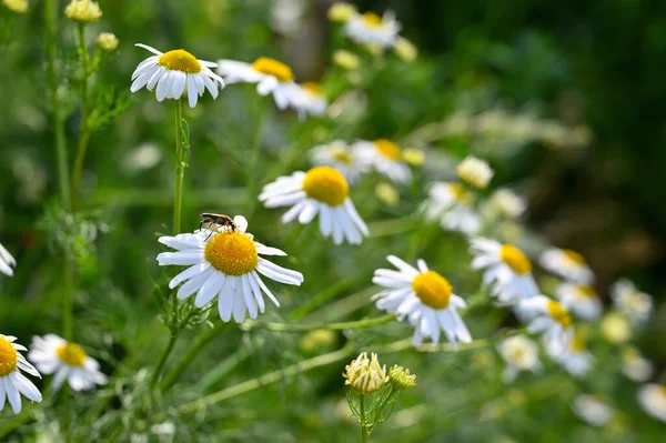 Schöne Blühende Blumen Sommerzeit — Stockfoto