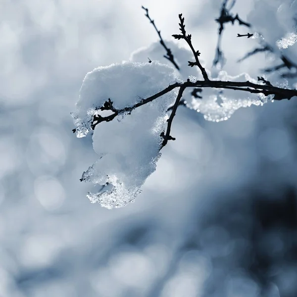 Зимний Пейзаж Мороз Ветках Красивый Зимний Сезонный Природный Фон — стоковое фото