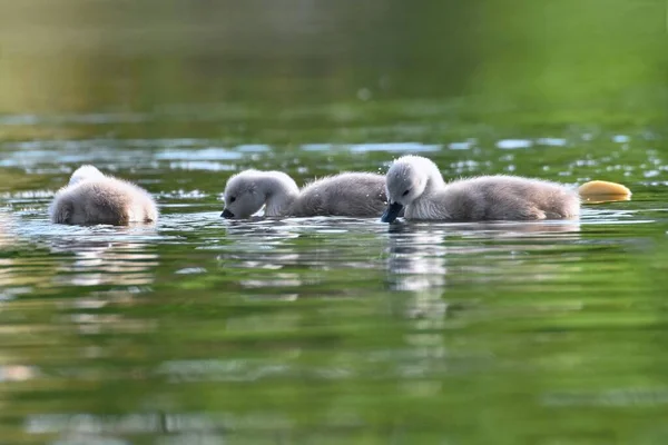 Beautiful Swan Cubs Pond Beautiful Natural Colored Background Wild Animals — Stock Photo, Image