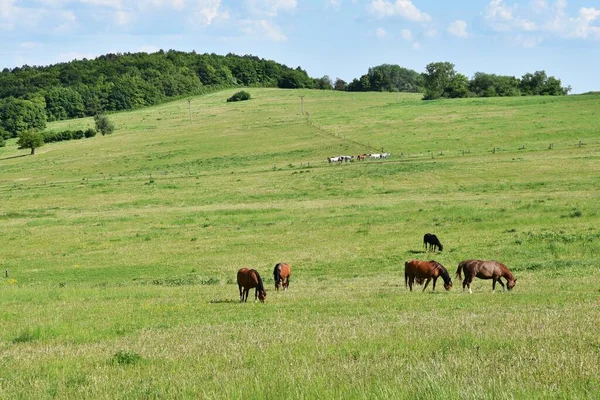 Beautiful Horses Grazing Freely Nature Beautiful Natural Colored Background Wild — Foto de Stock