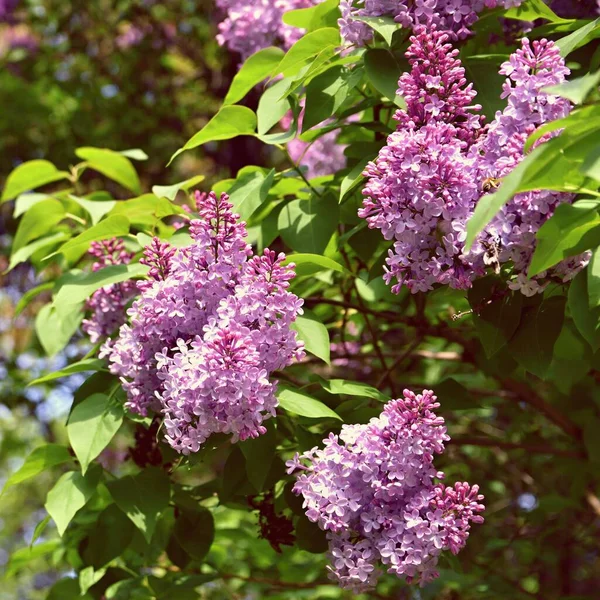 Прекрасный Цветущий Кустарник Фиолетовый Лиловый Размытый Естественный Зеленый Фон Весна — стоковое фото