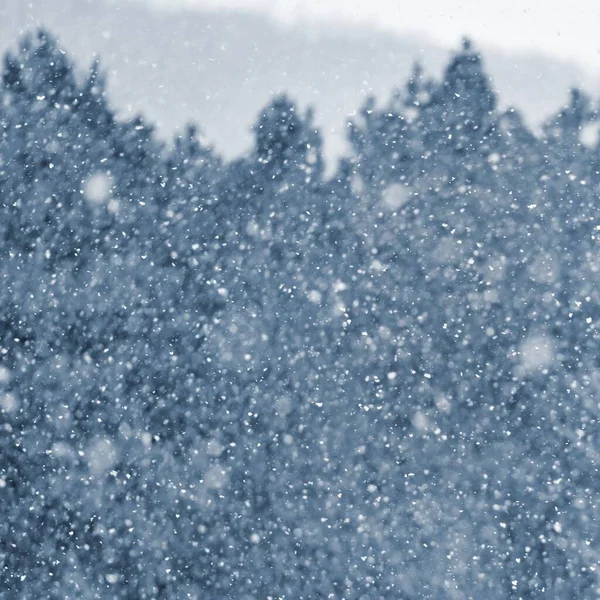 Uma Queda Neve Belo Fundo Inverno Natureza Sazonal Tempo Inverno — Fotografia de Stock