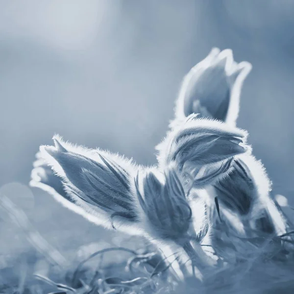 Schöne Lila Kleine Pelzige Pasqueblume Pulsatilla Grandis Pulsatilla Patens Passivblumen — Stockfoto