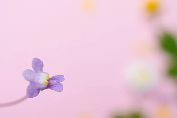 Flores Primavera Sobre Fondo Púrpura —  Fotos de Stock