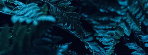 Blauwe Plant Bladeren Nachts Als Surrealistische Botanische Achtergrond Minimaal Ontwerp — Stockfoto