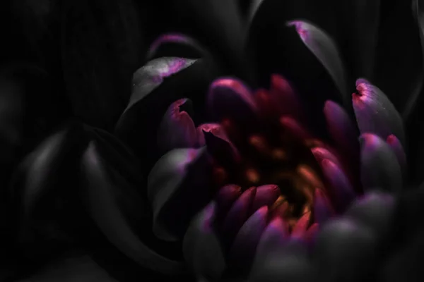 Μαύρα Πέταλα Λουλουδιών Μαργαρίτα Άνθιση Αφηρημένο Ανθισμένο Φόντο Τέχνης Λουλούδια — Φωτογραφία Αρχείου
