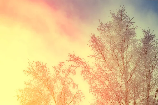 Winterwald Der Natur Bei Sonnenuntergang — Stockfoto