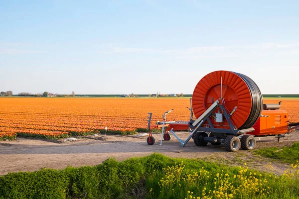 Campi Tulipani Arancioni Con Sistema Irrigazione — Foto Stock