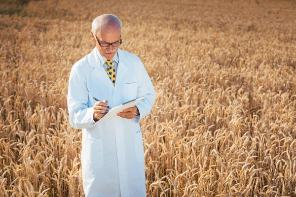 科学者がより良い収量のために新しいGmo穀物のフィールドテストを行う — ストック写真