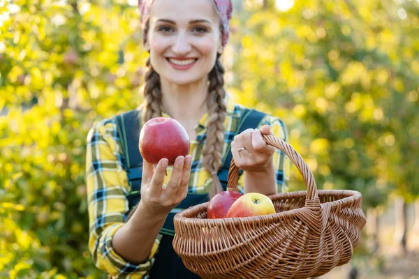 果樹園の農家の女性は彼女の手の提供でリンゴを保持 — ストック写真