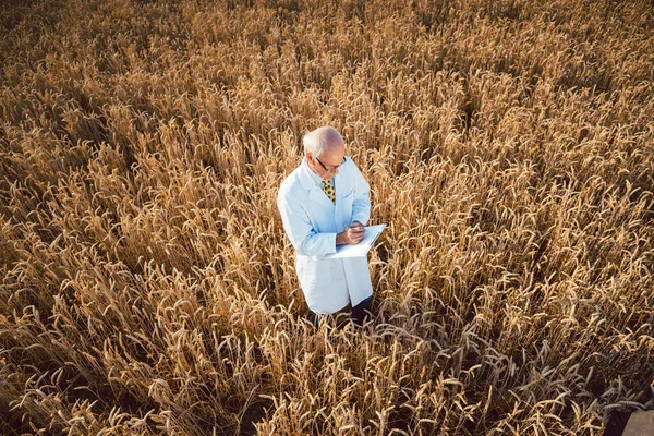 科学者がより良い収量のために新しいGmo穀物のフィールドテストを行う — ストック写真
