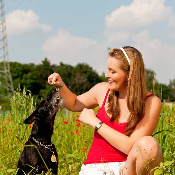 Woman Playing Her Dog Meadow — Fotografia de Stock