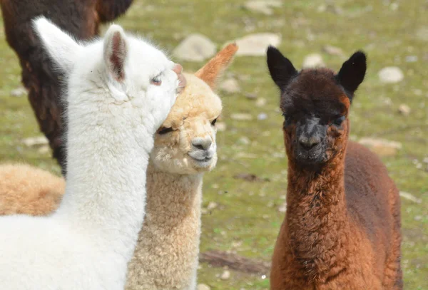 Alpaca Domesticerad Art Sydamerikansk Kamelid — Stockfoto