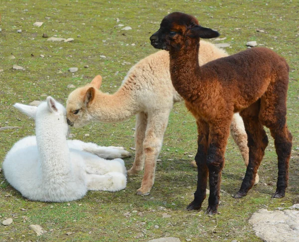 Alpaca Una Specie Addomesticata Camelide Sudamericano — Foto Stock