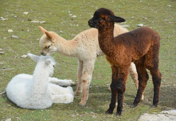 Alpaca Jest Udomowionym Gatunkiem Wielbłąda Południowoamerykańskiego — Zdjęcie stockowe