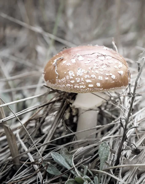 毒蘑菇在森林清理中飞琼脂 — 图库照片