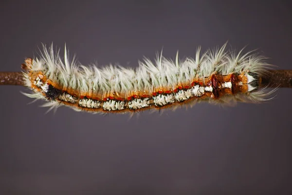 Lappet角蛾的毛毛虫 — 图库照片