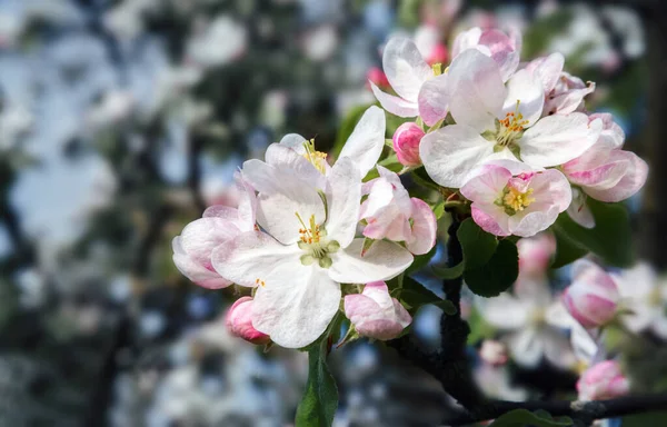 Tak Van Bloeiende Appelboom Een Achtergrond Een Groene Tuin — Stockfoto