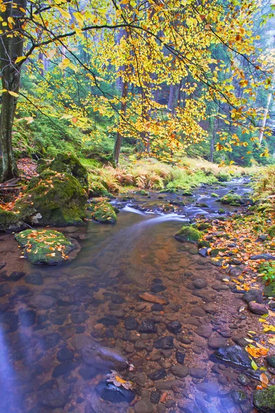 Осенний Ручей Лесу — стоковое фото