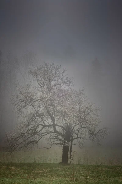 Одинокое Дерево Туманом — стоковое фото