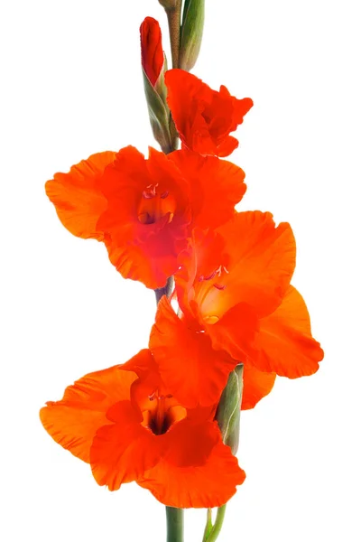 Flower Gladiolus Vista Vicino — Foto Stock